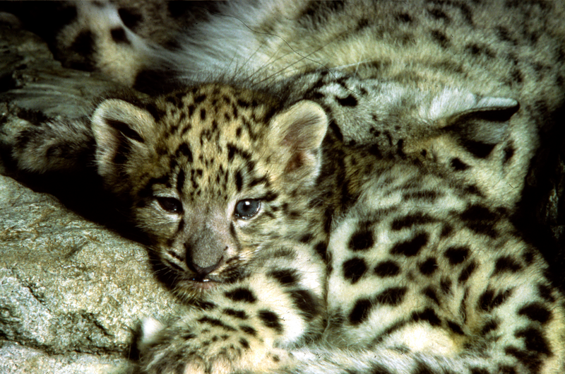 Illustration for article titled Caturday - Panthera uncia Edition